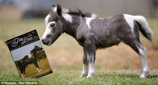15 Inches Tall Pony